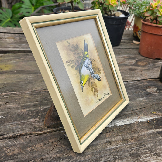 Cape White Eye Original Watercolour by Robert G Marshall