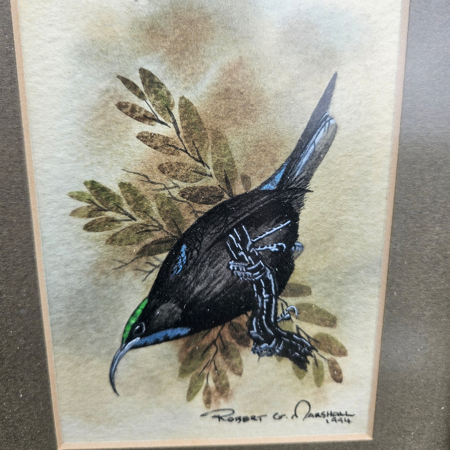 Black Sunbird Original Watercolour by Robert G Marshall