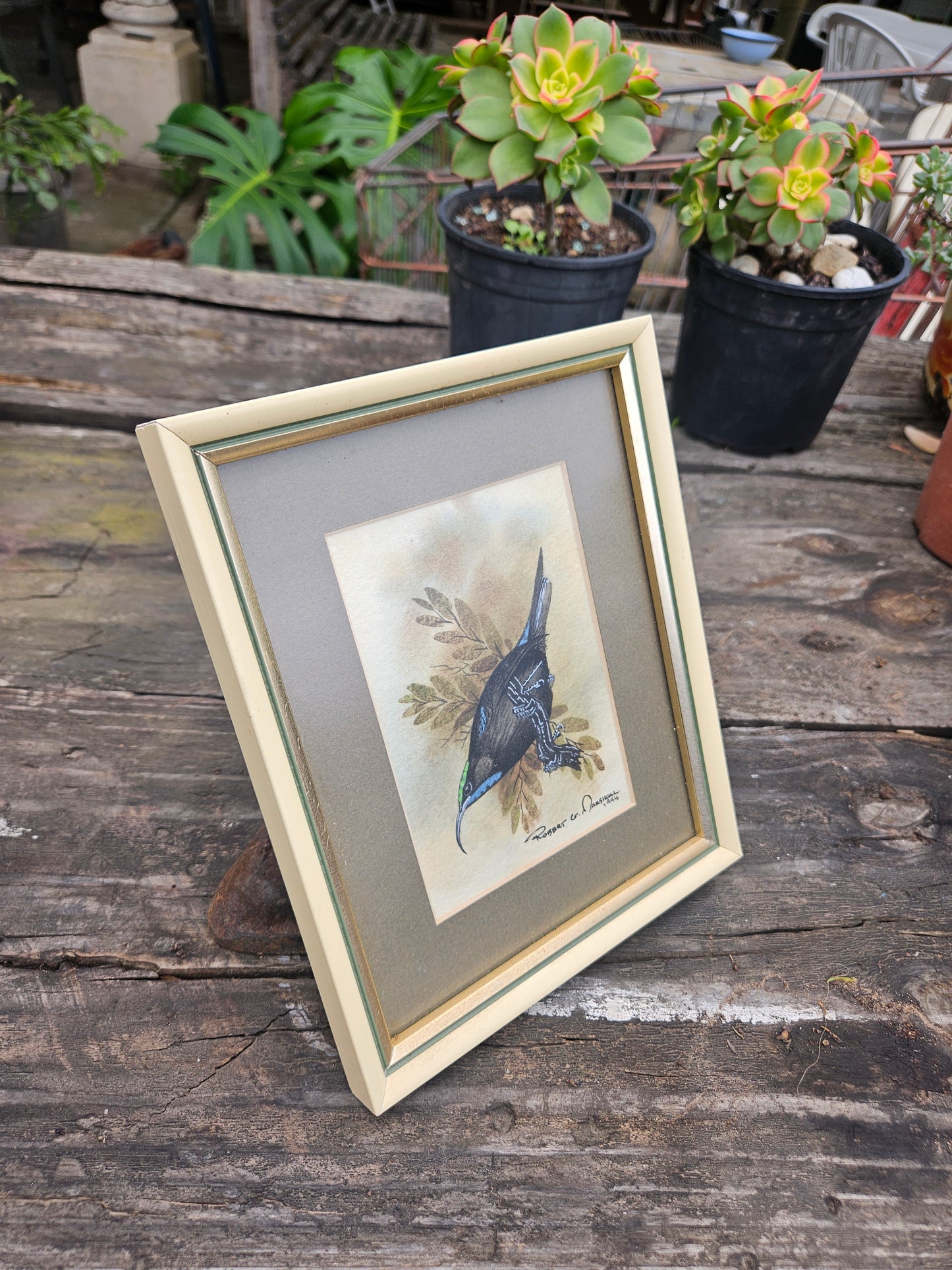 Black Sunbird Original Watercolour by Robert G Marshall