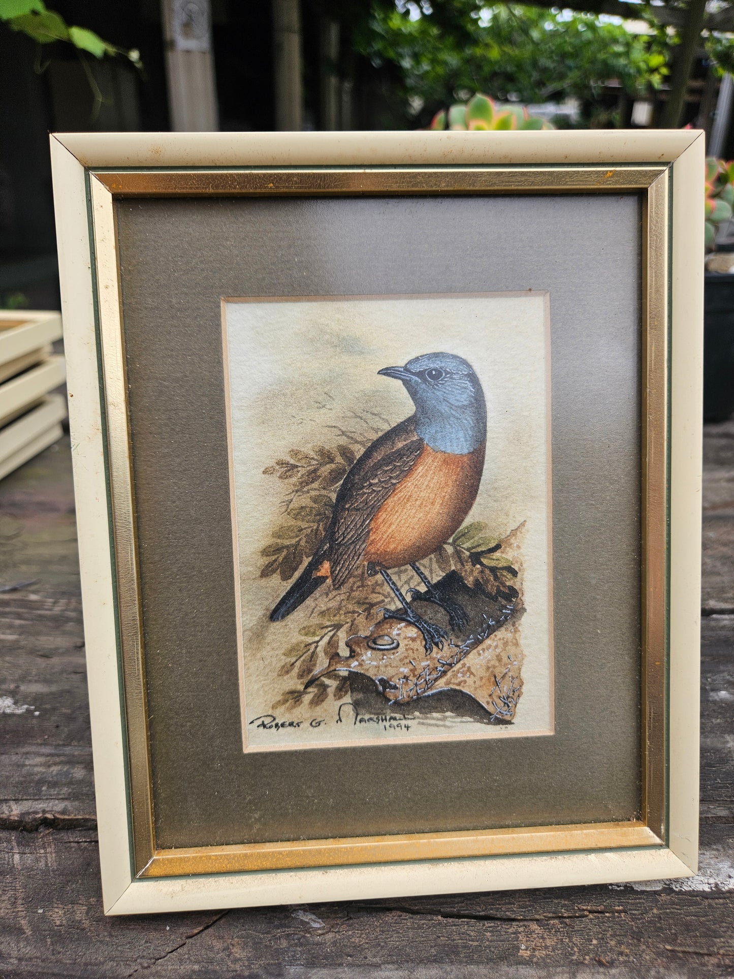 Cape Rock Chat Original Watercolour by Robert G Marshall