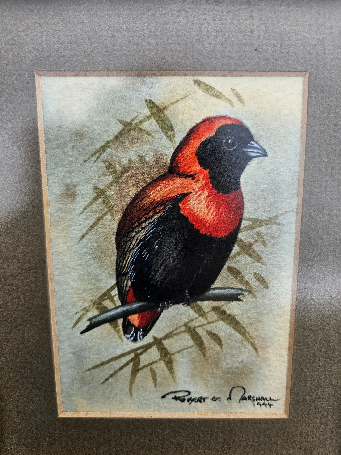 Red Bishop Original Watercolour by Robert G Marshall