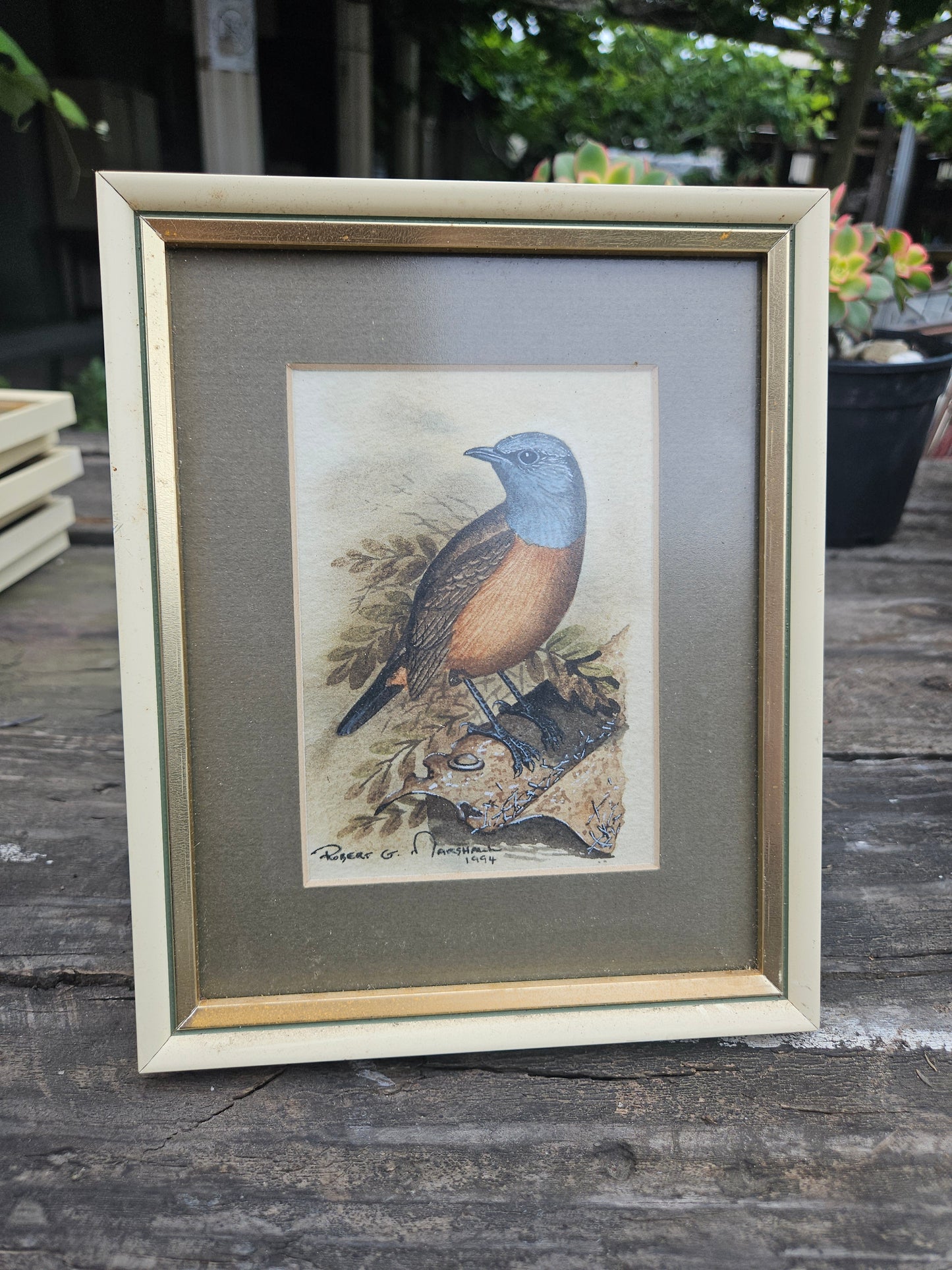 Cape Rock Chat Original Watercolour by Robert G Marshall
