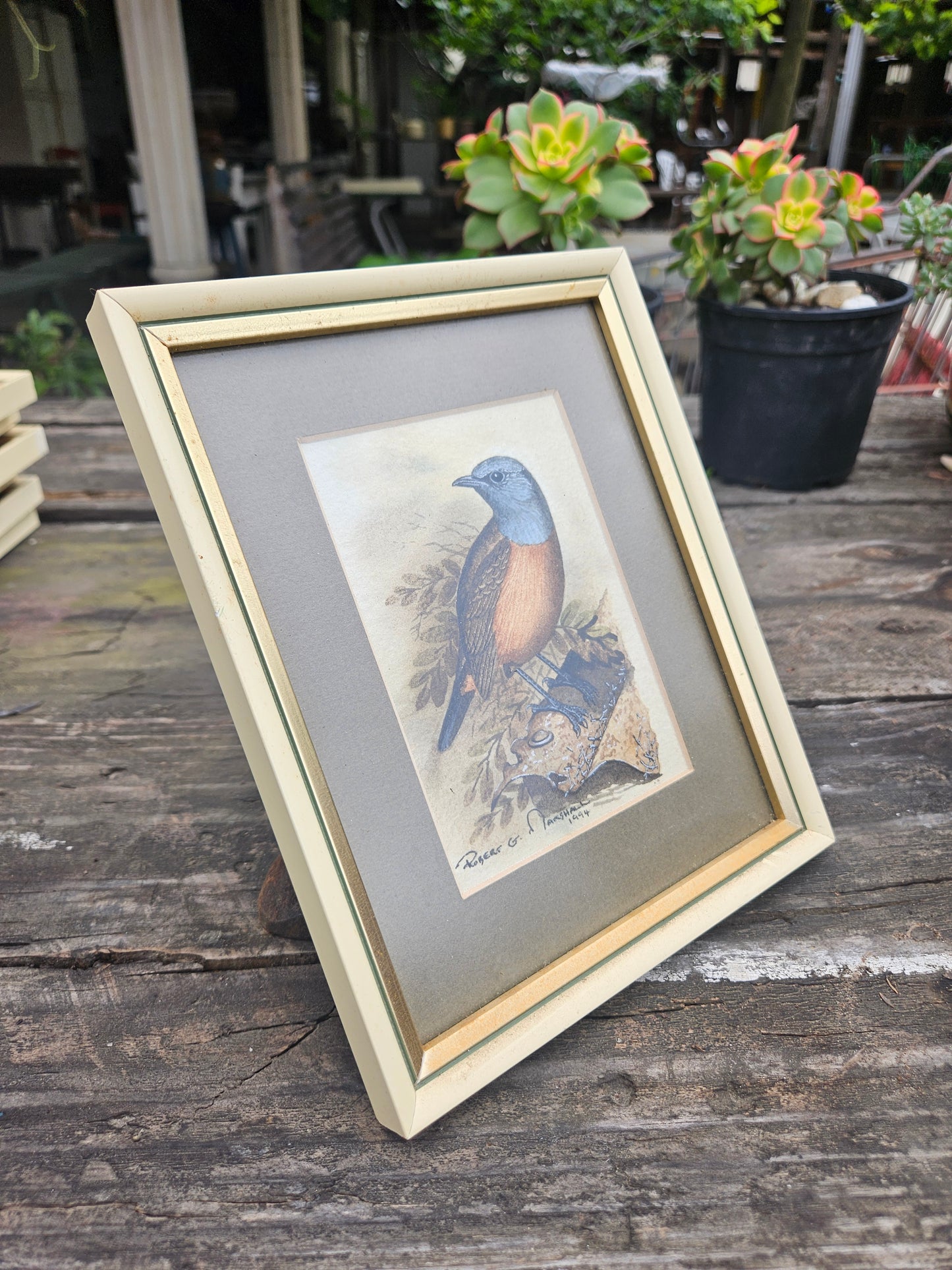 Cape Rock Chat Original Watercolour by Robert G Marshall