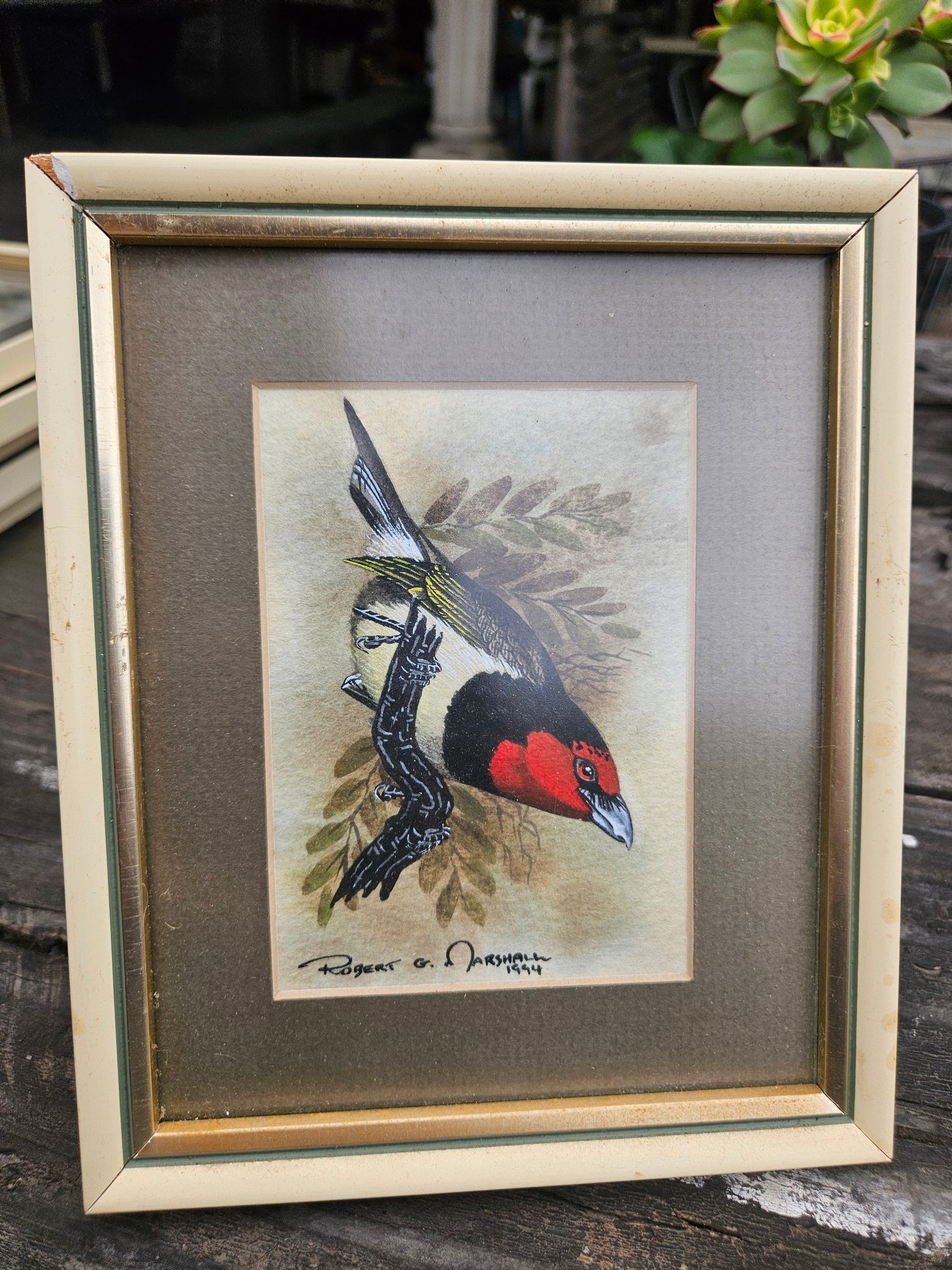 Black Collared Barbet Original Watercolour by Robert G Marshall