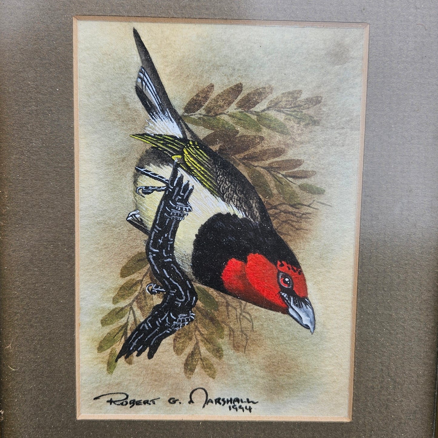 Black Collared Barbet Original Watercolour by Robert G Marshall