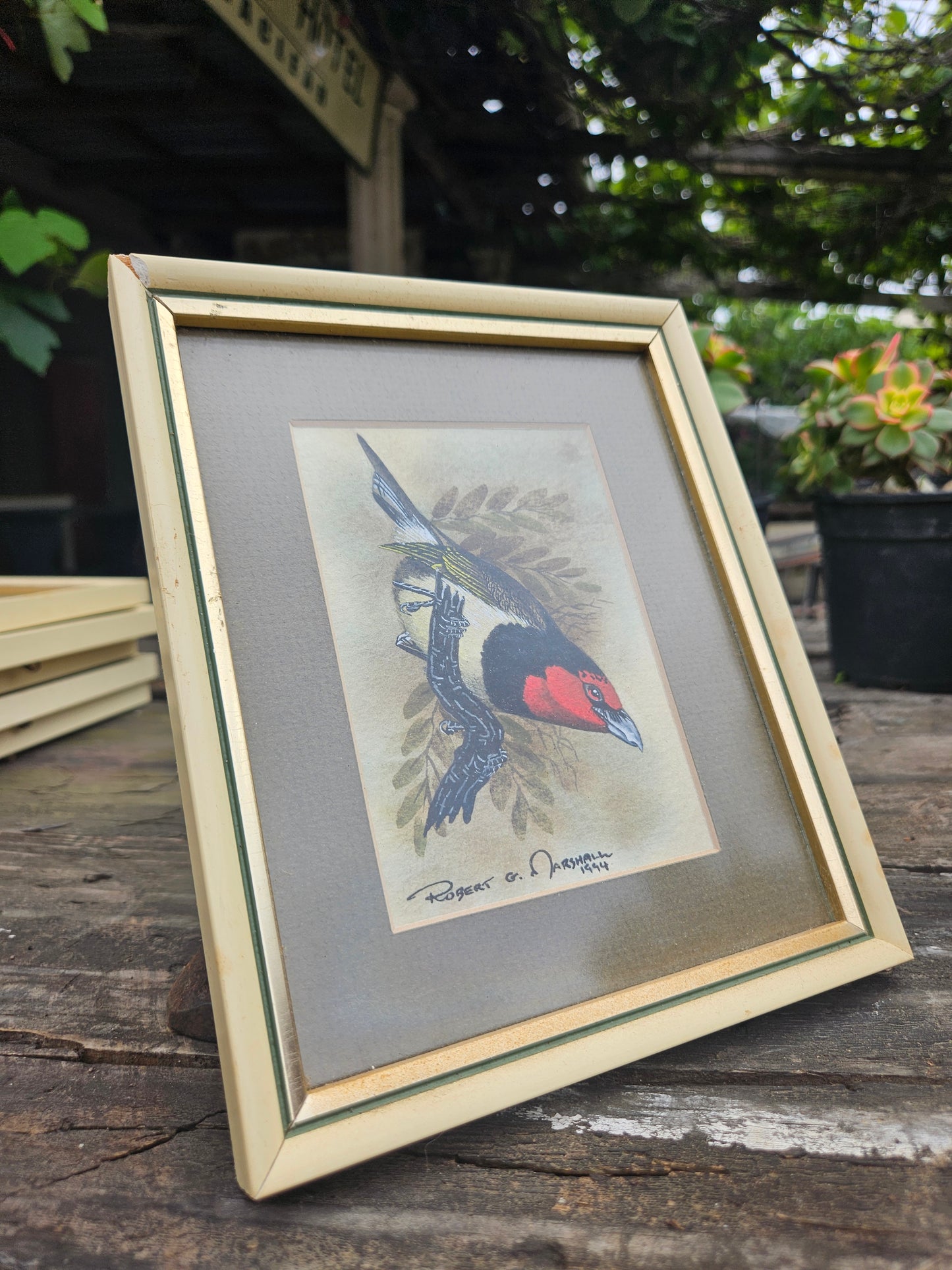 Black Collared Barbet Original Watercolour by Robert G Marshall