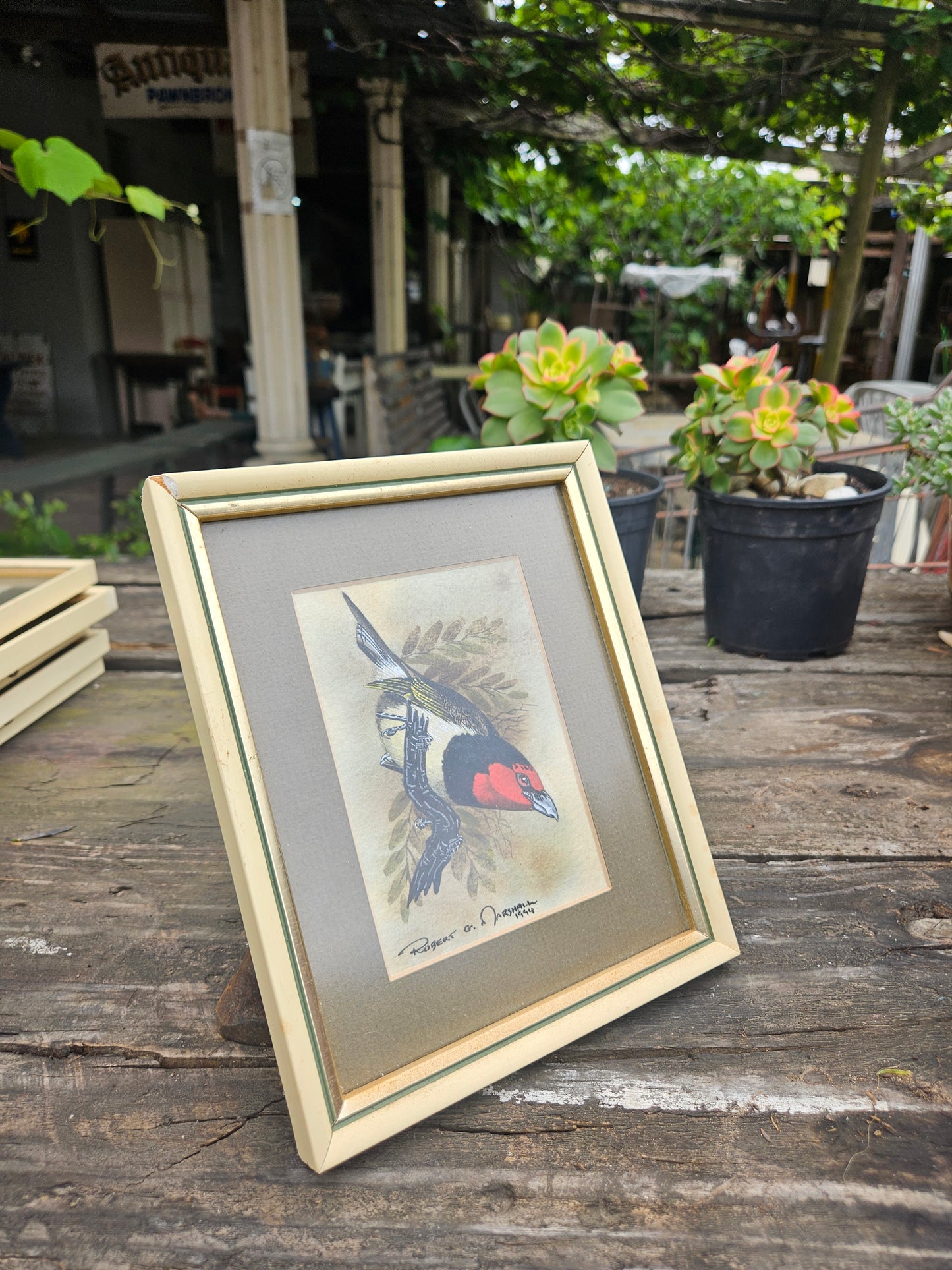 Black Collared Barbet Original Watercolour by Robert G Marshall