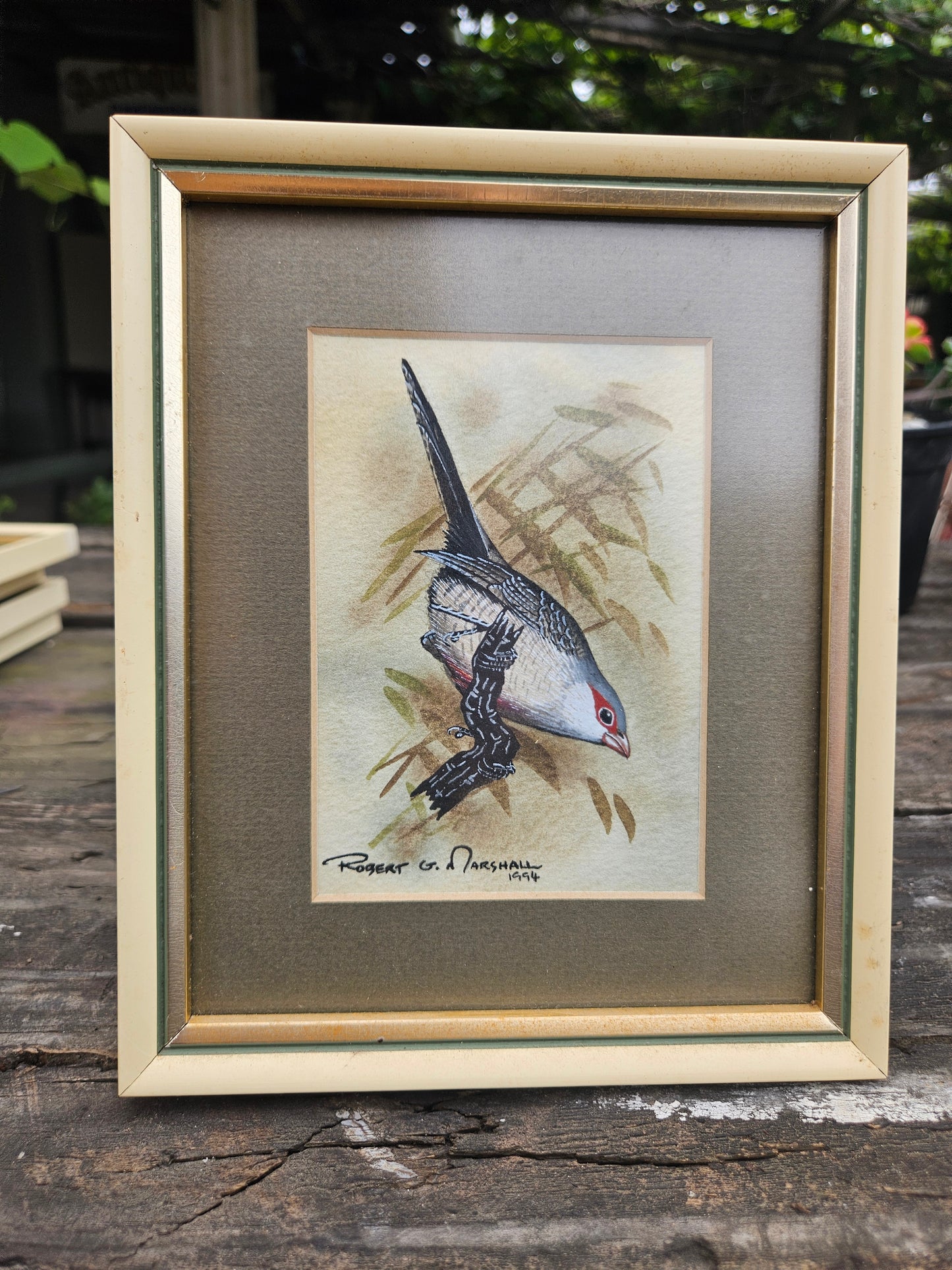 Common Waxbill Original Watercolour by Robert G Marshall