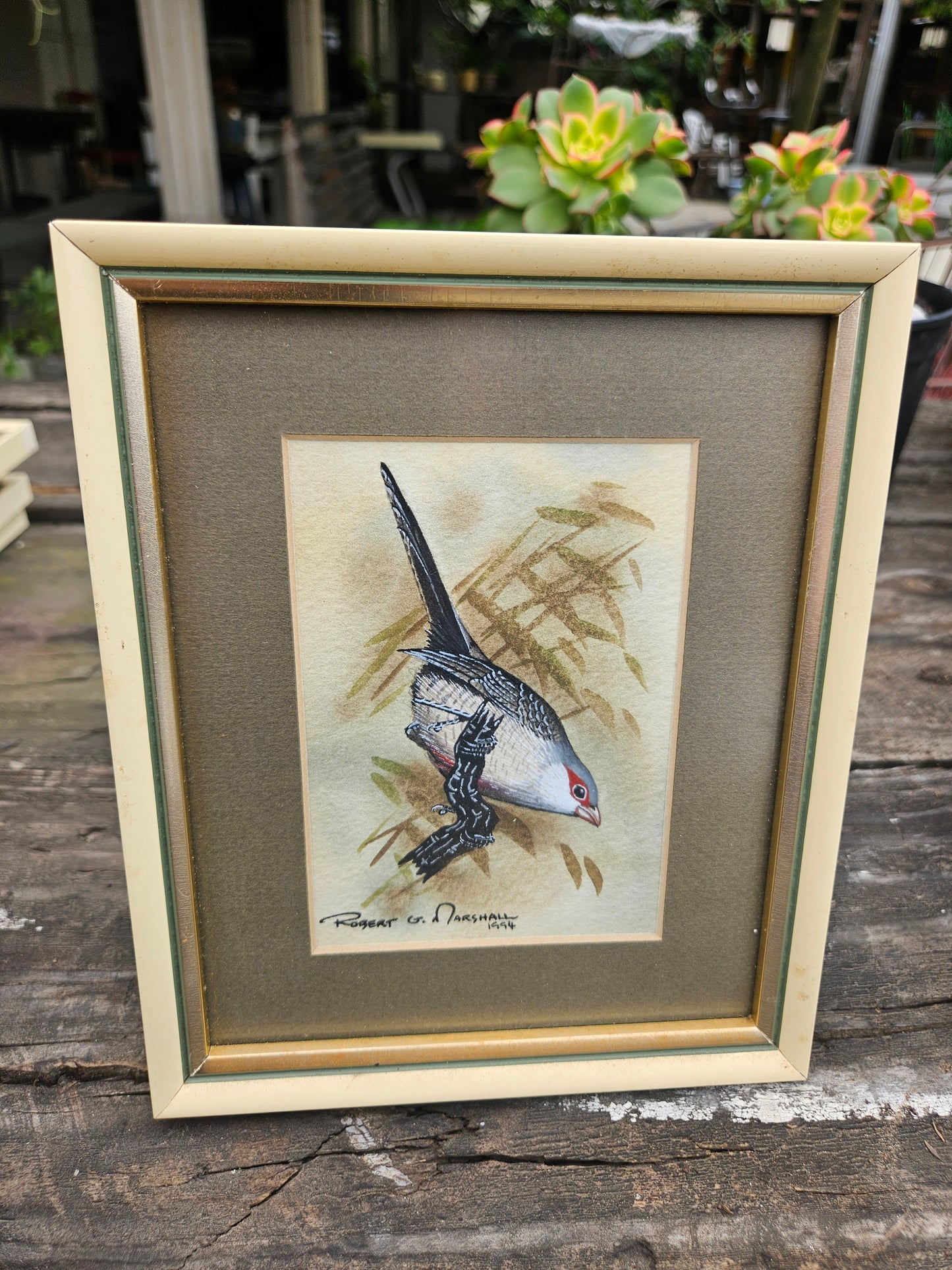 Common Waxbill Original Watercolour by Robert G Marshall