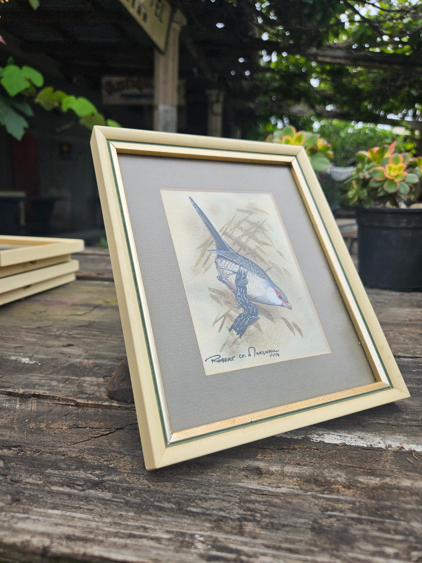 Common Waxbill Original Watercolour by Robert G Marshall