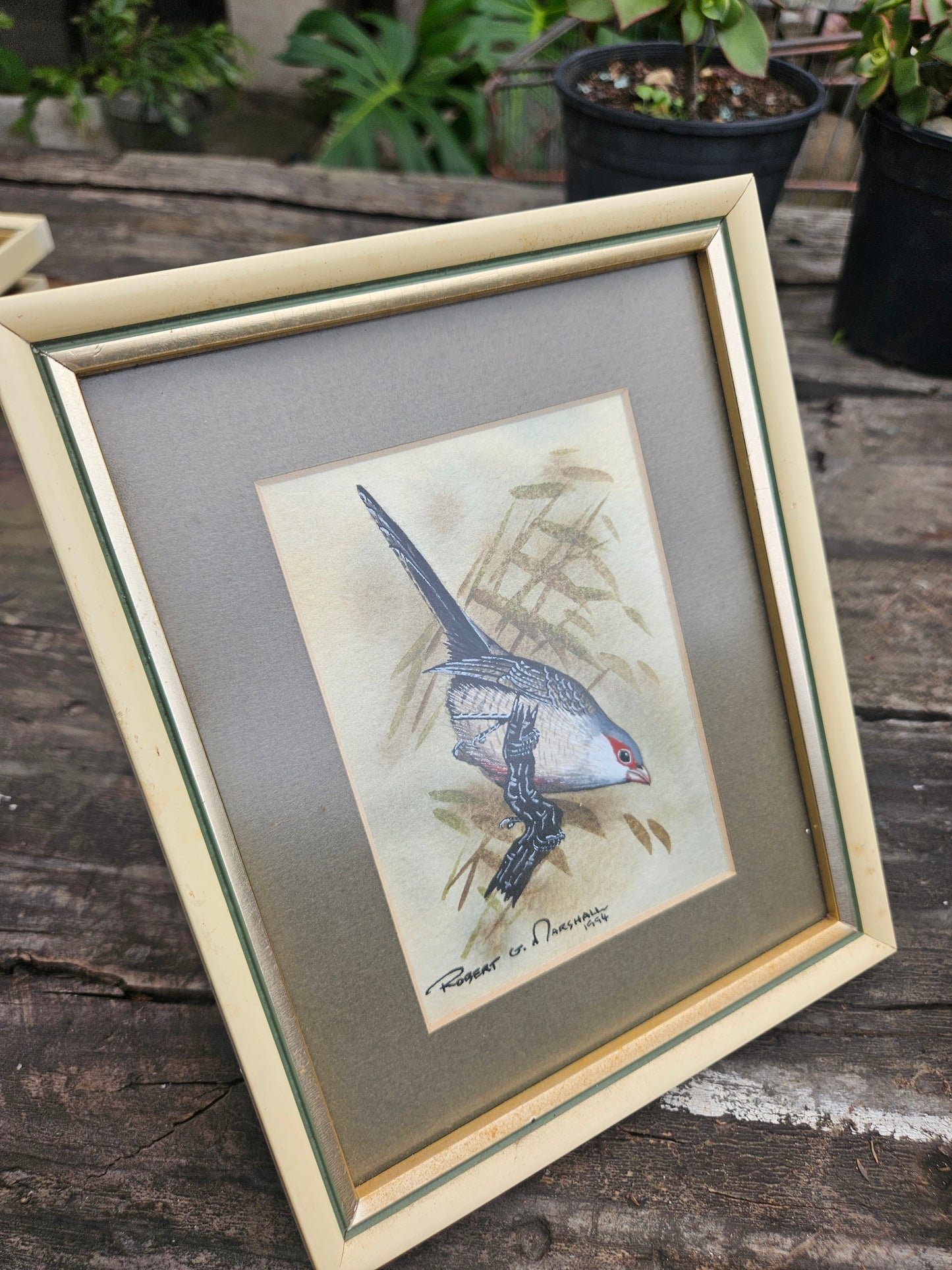 Common Waxbill Original Watercolour by Robert G Marshall