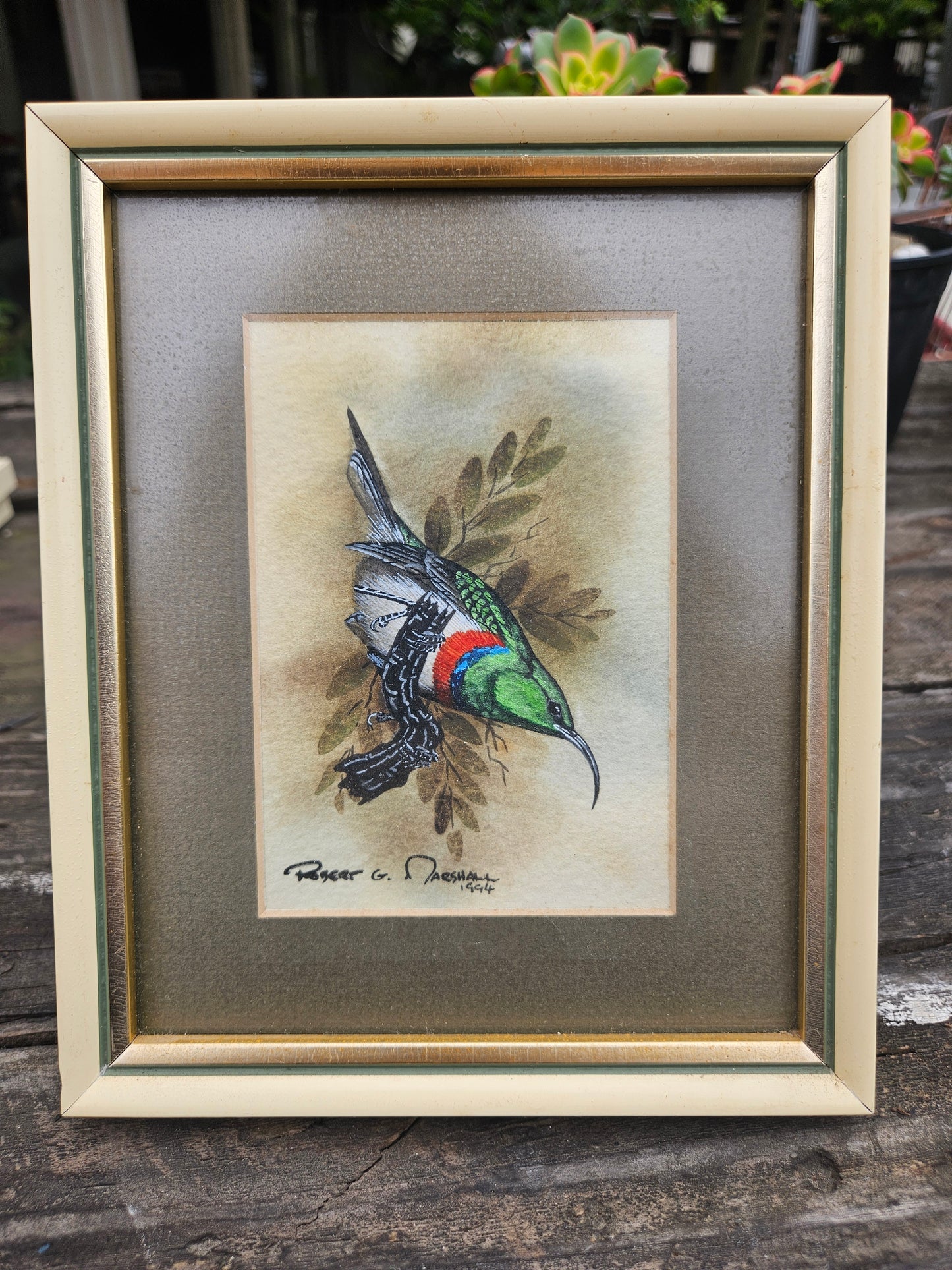 Lessor Double Collared Sunbird Original Watercolour by Robert G Marshall