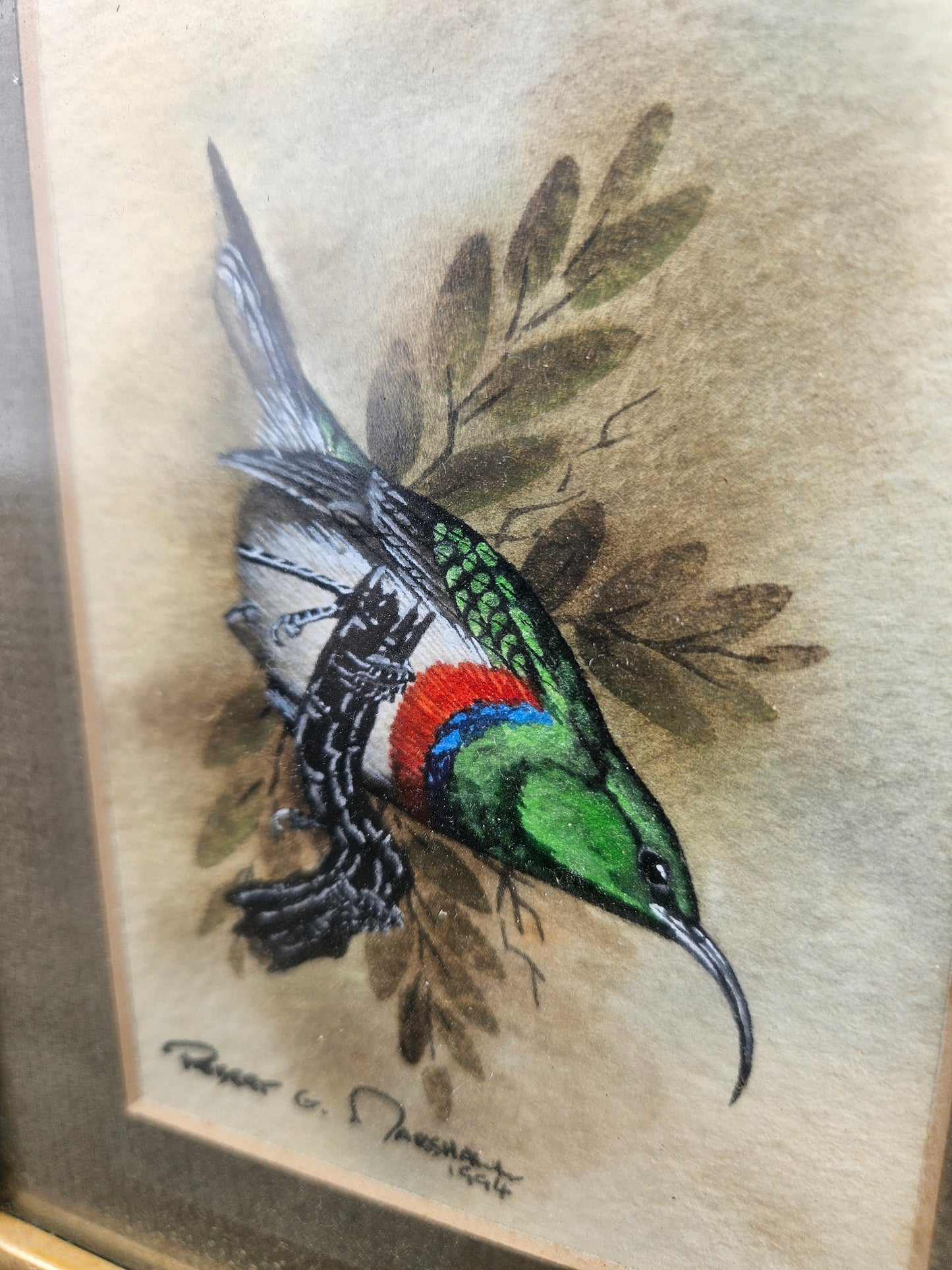 Lessor Double Collared Sunbird Original Watercolour by Robert G Marshall