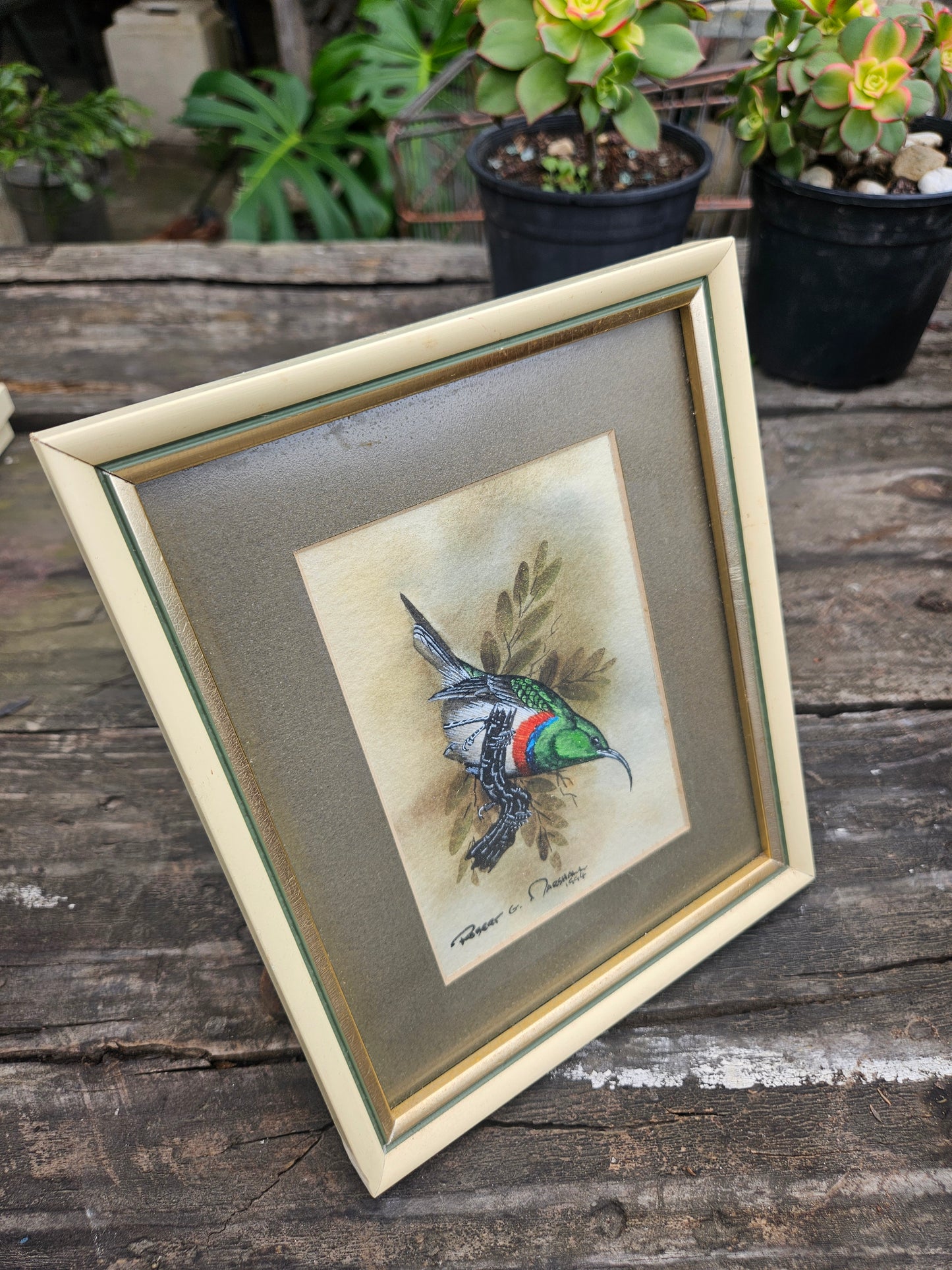Lessor Double Collared Sunbird Original Watercolour by Robert G Marshall