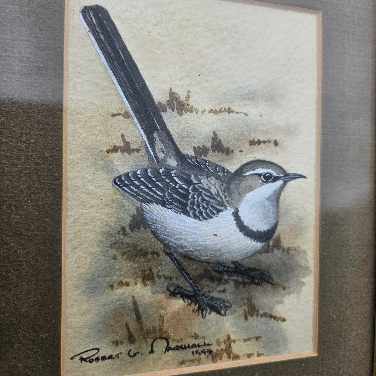 Cape Wagtail Original Watercolour by Robert G Marshall