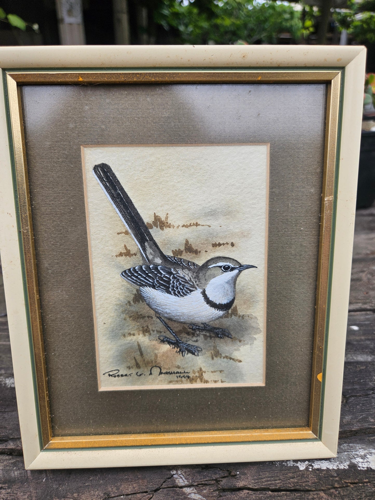 Cape Wagtail Original Watercolour by Robert G Marshall