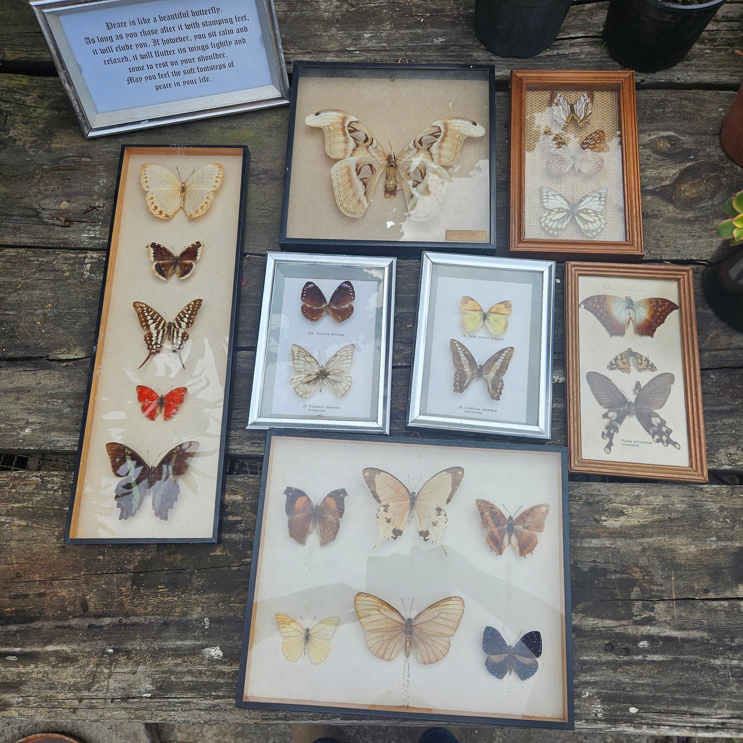 Collection of pinned butterflies & moths