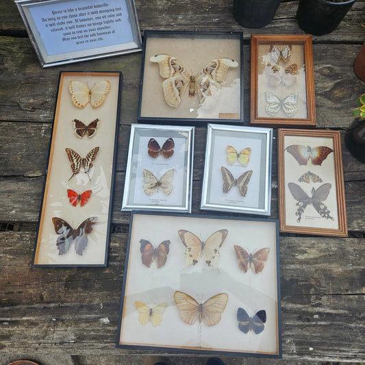 Collection of pinned butterflies & moths