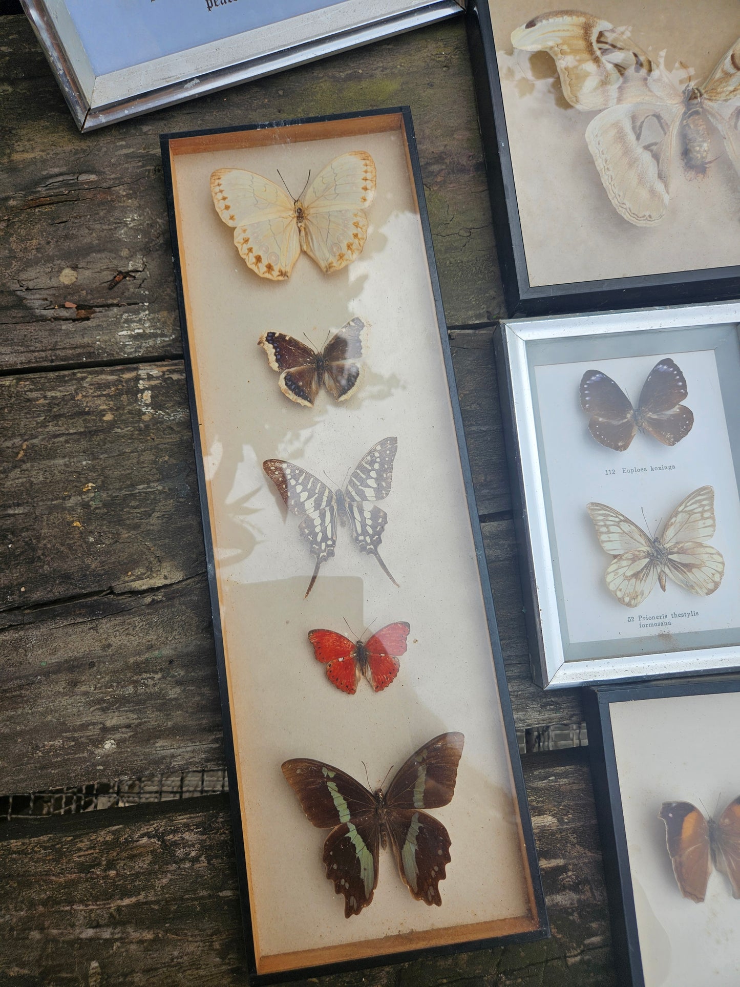 Collection of pinned butterflies & moths