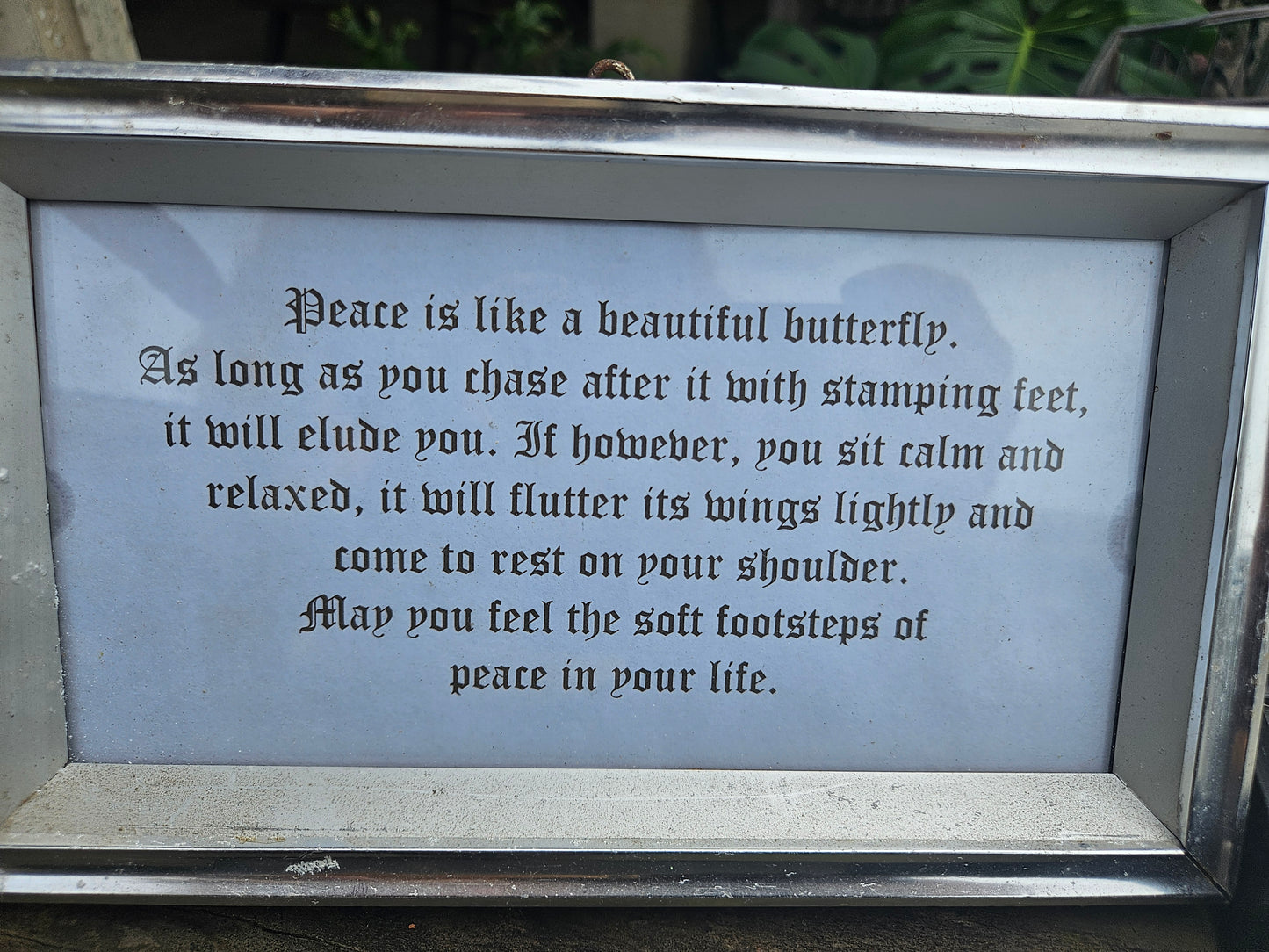 Collection of pinned butterflies & moths