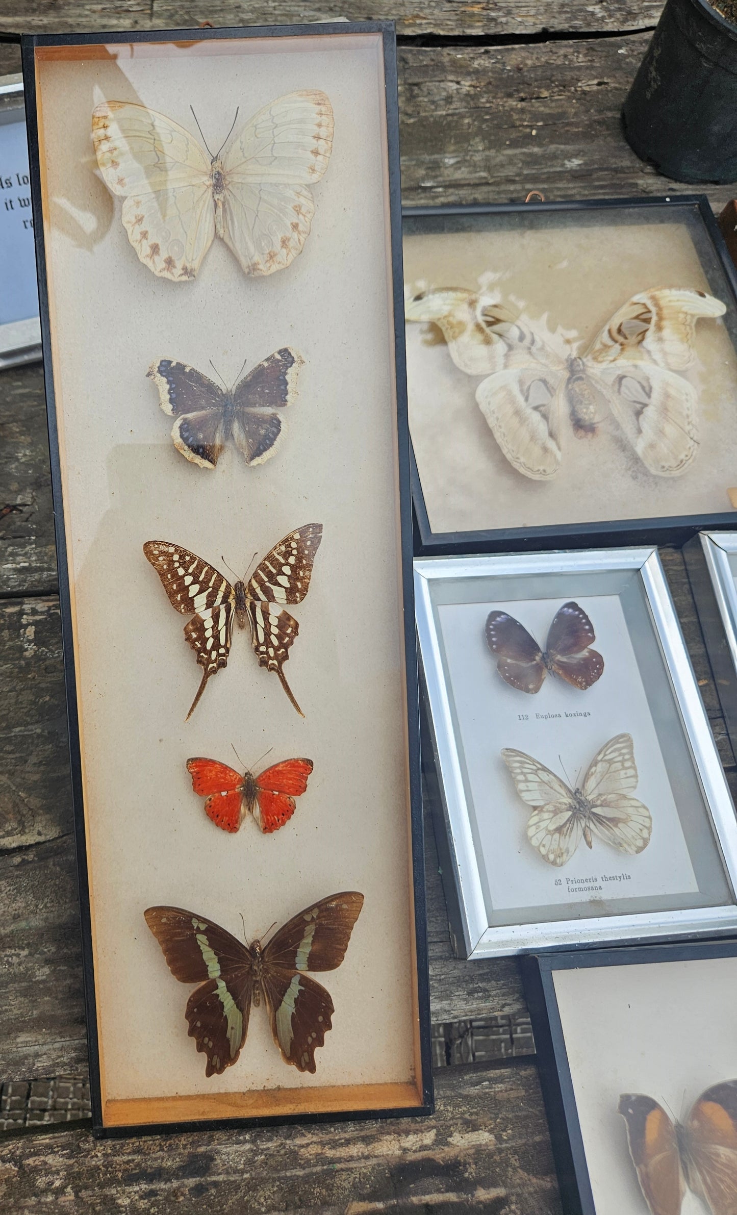 Collection of pinned butterflies & moths