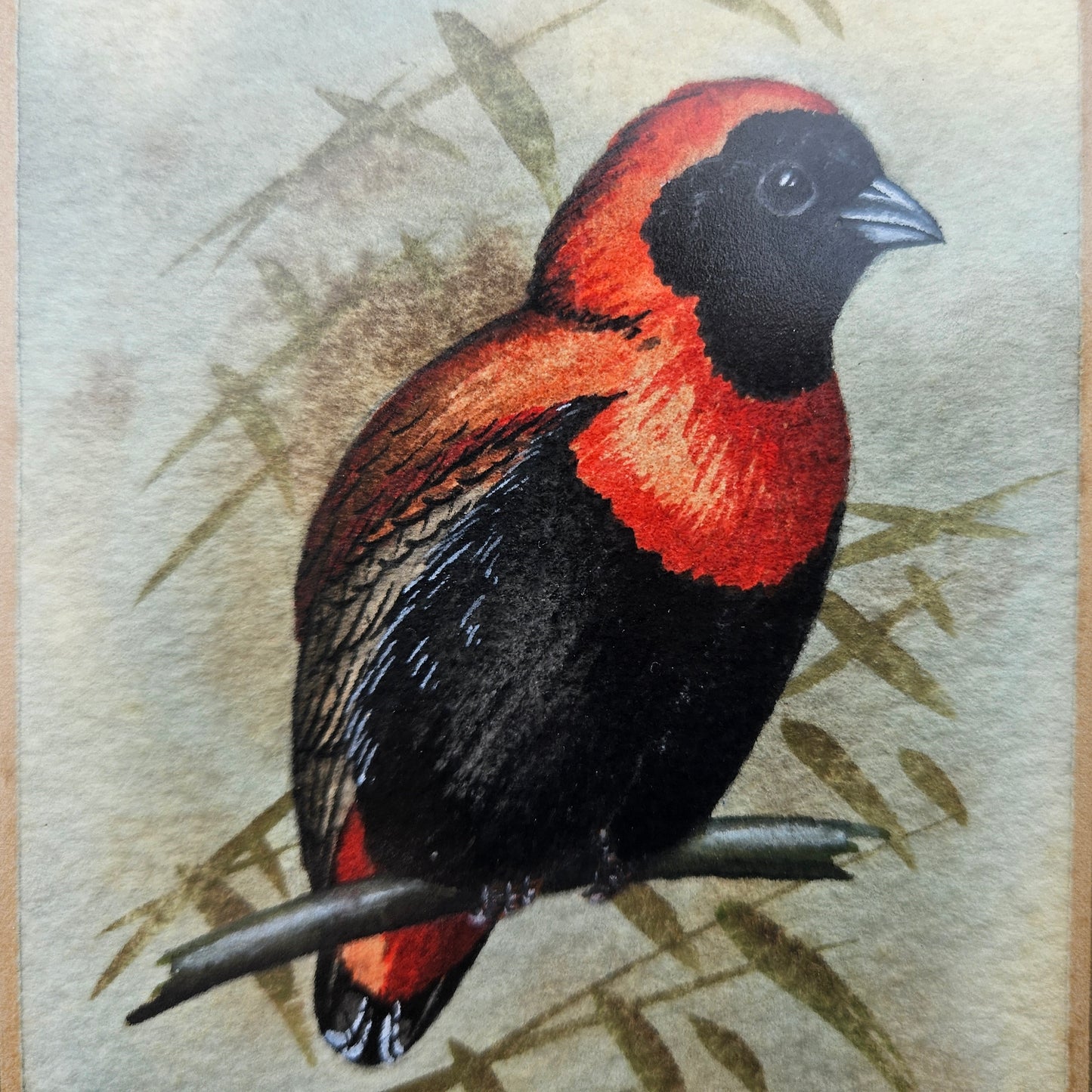 Red Bishop Original Watercolour by Robert G Marshall