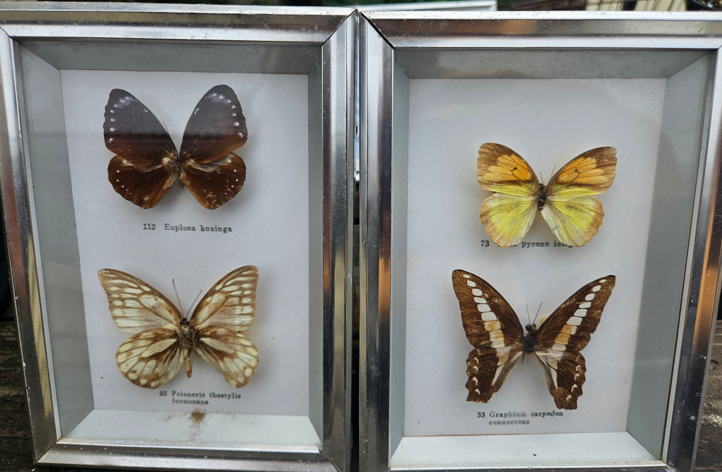 Collection of pinned butterflies & moths