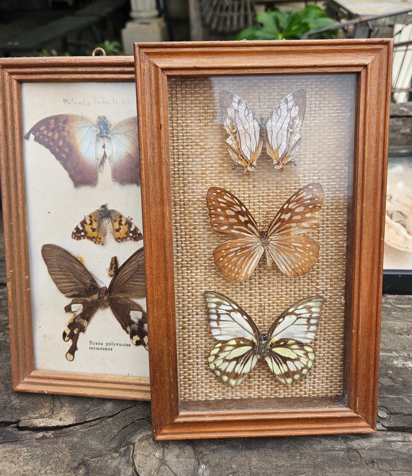 Collection of pinned butterflies & moths