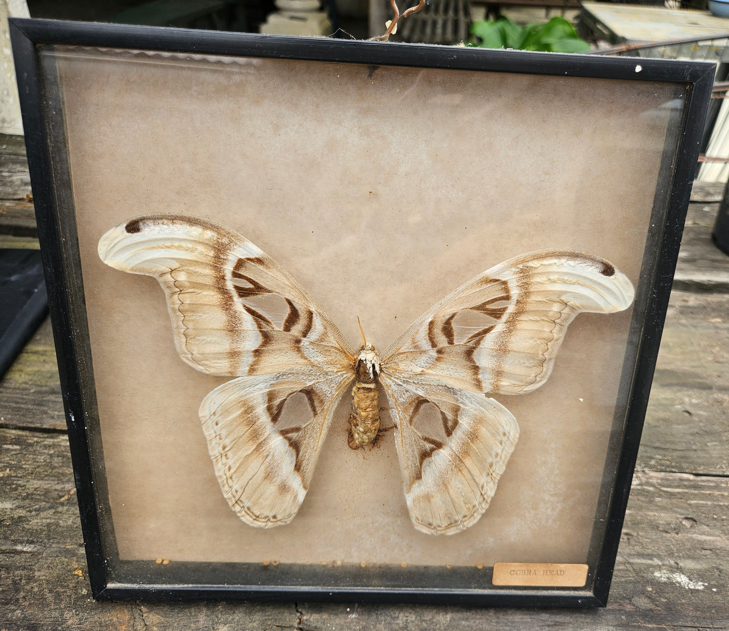Collection of pinned butterflies & moths