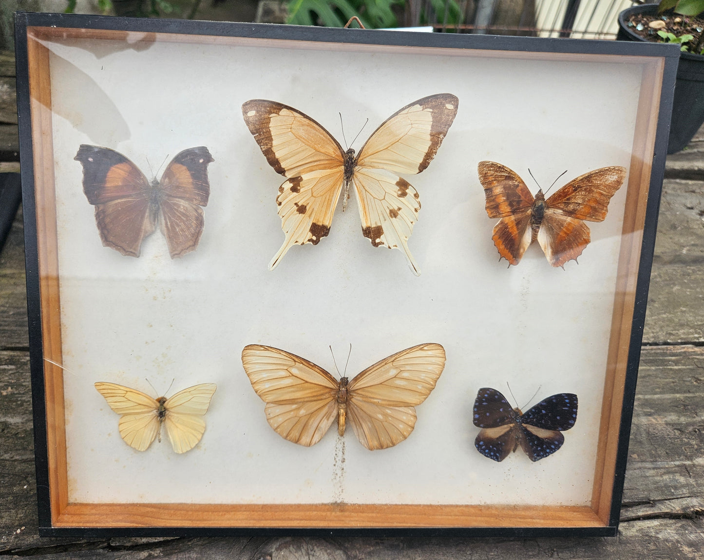 Collection of pinned butterflies & moths