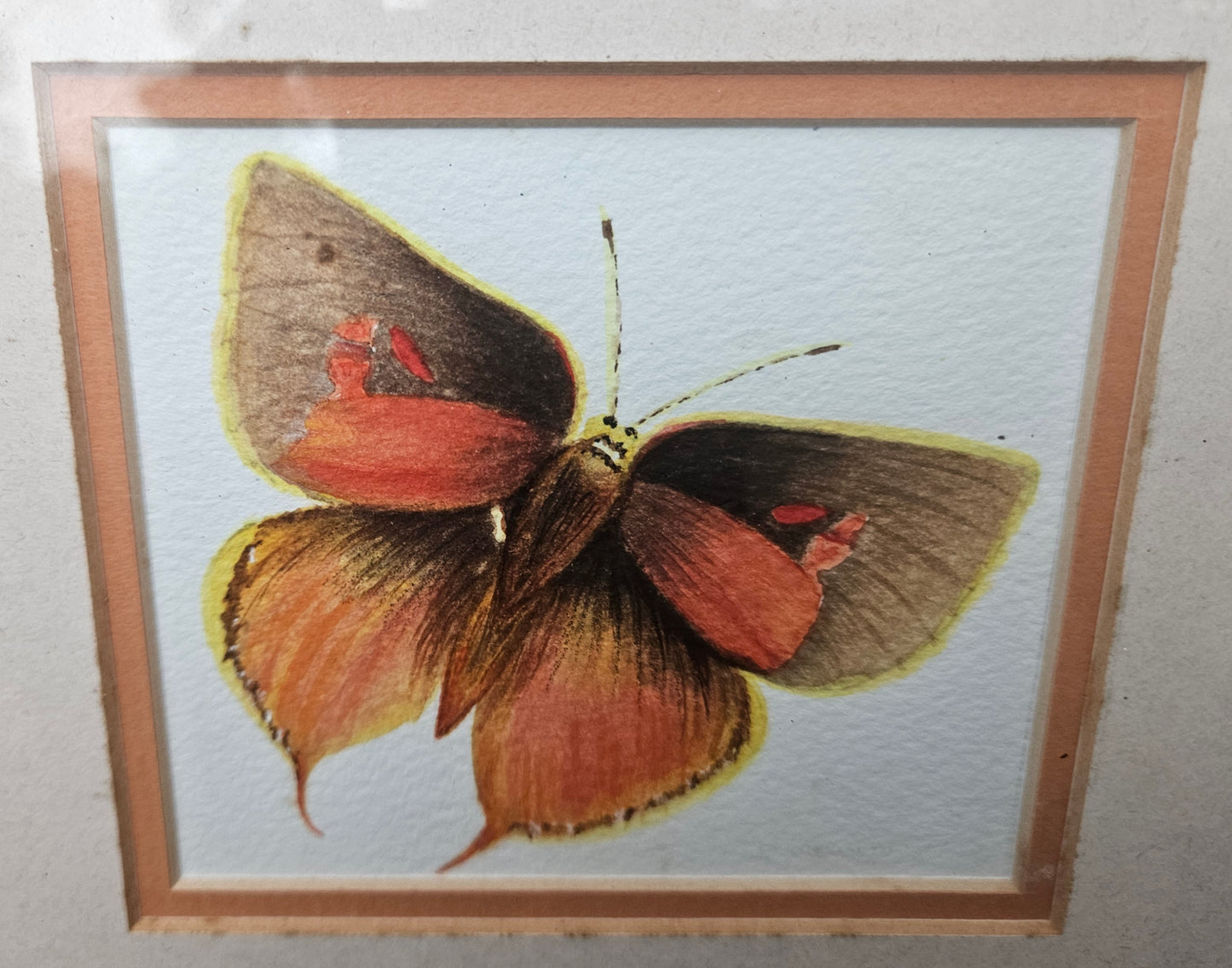 Butterfly pictures set of 4
