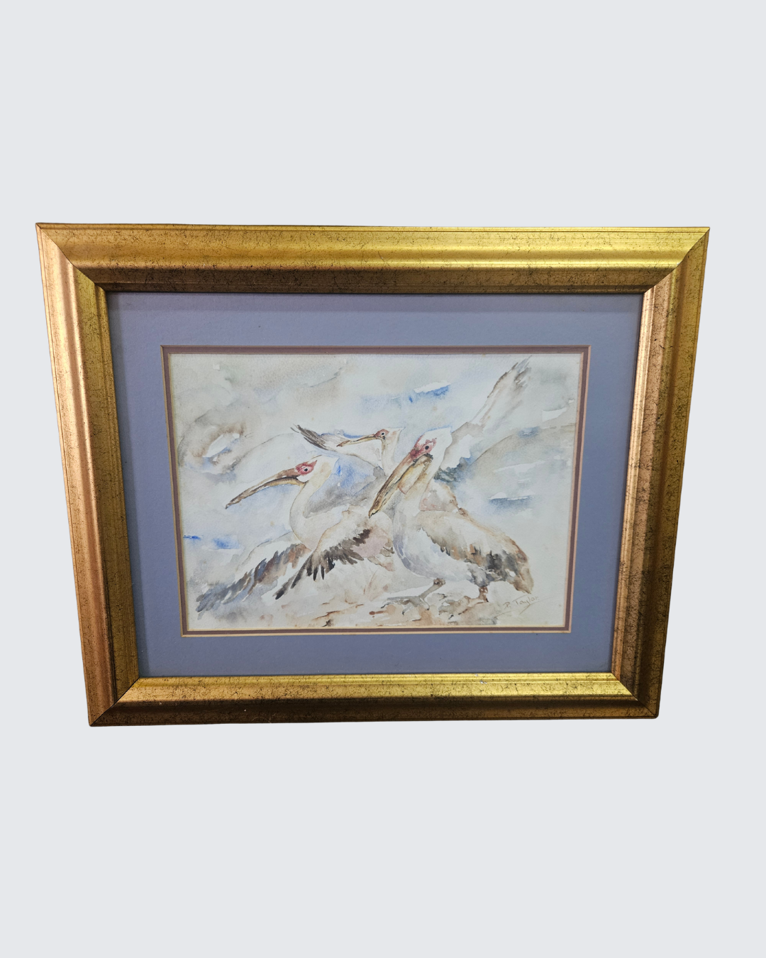 Watercolour painting of pelicans