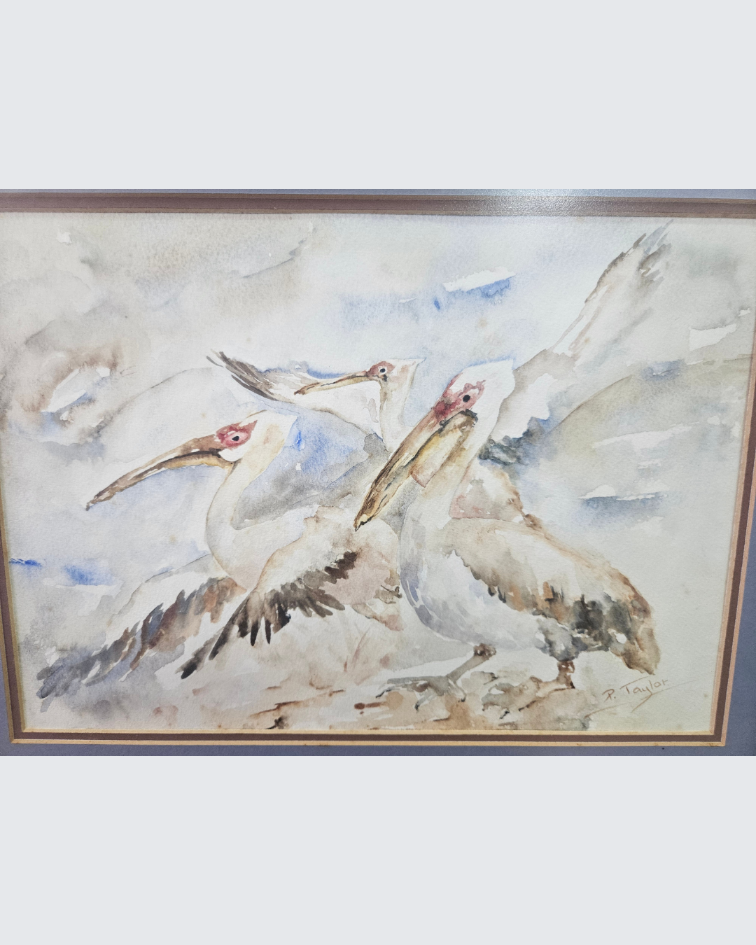 Watercolour painting of pelicans