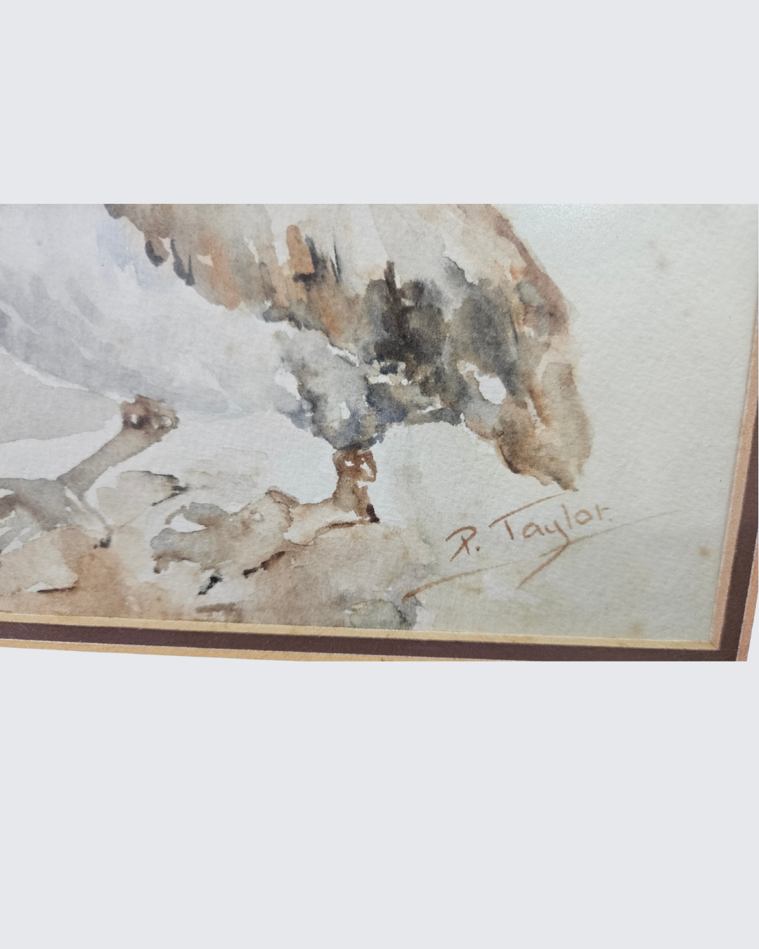 Watercolour painting of pelicans