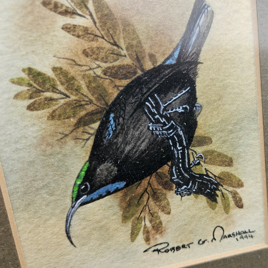 Black Sunbird Original Watercolour by Robert G Marshall