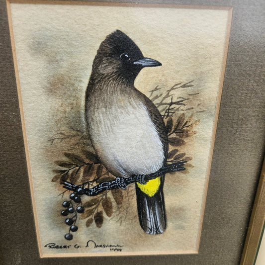 Black eyed Bulbul Original Watercolour by Robert G Marshall