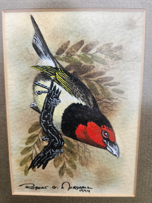 Black Collared Barbet Original Watercolour by Robert G Marshall