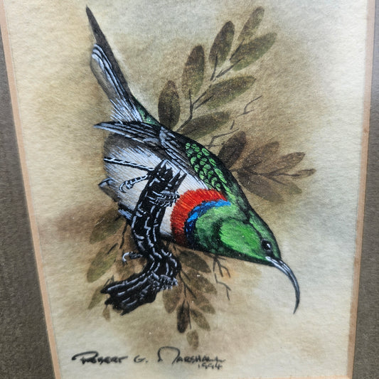 Lessor Double Collared Sunbird Original Watercolour by Robert G Marshall