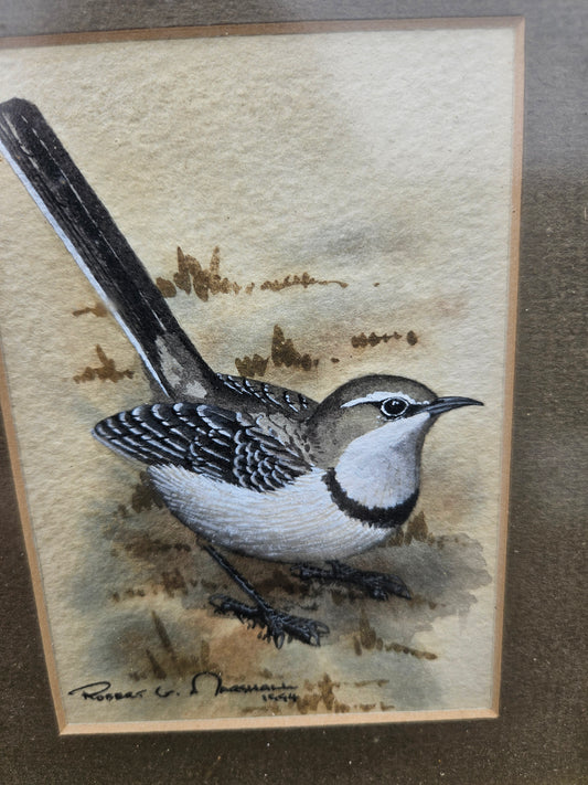 Cape Wagtail Original Watercolour by Robert G Marshall