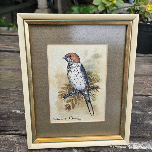 Lessor Striped Swallow Original Watercolour by Robert G Marshall