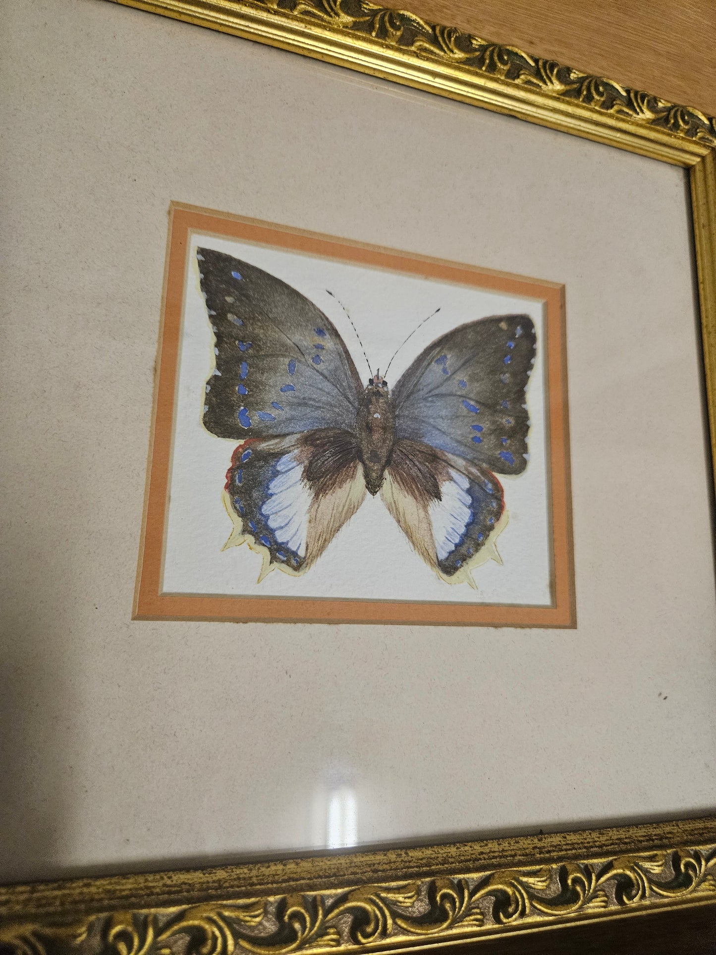 Butterfly pictures set of 4