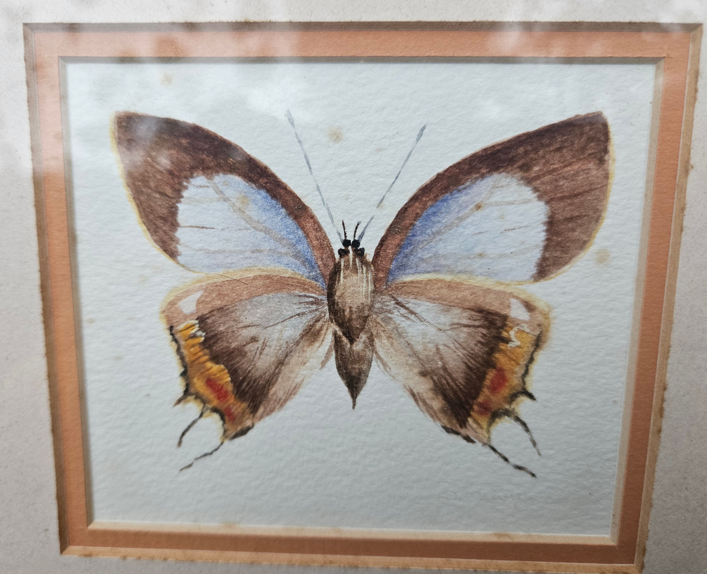 Butterfly pictures set of 4
