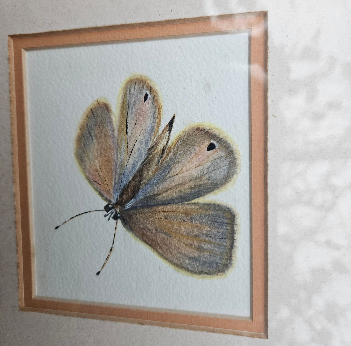 Butterfly pictures set of 4