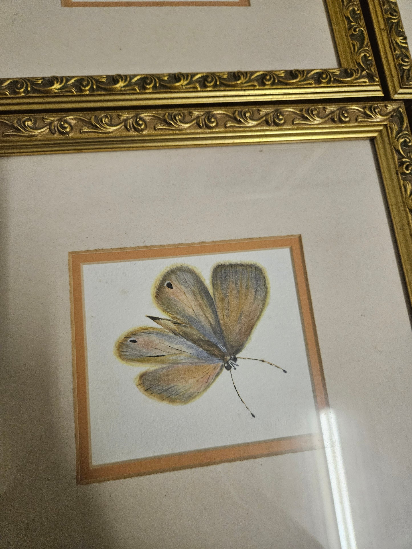 Butterfly pictures set of 4