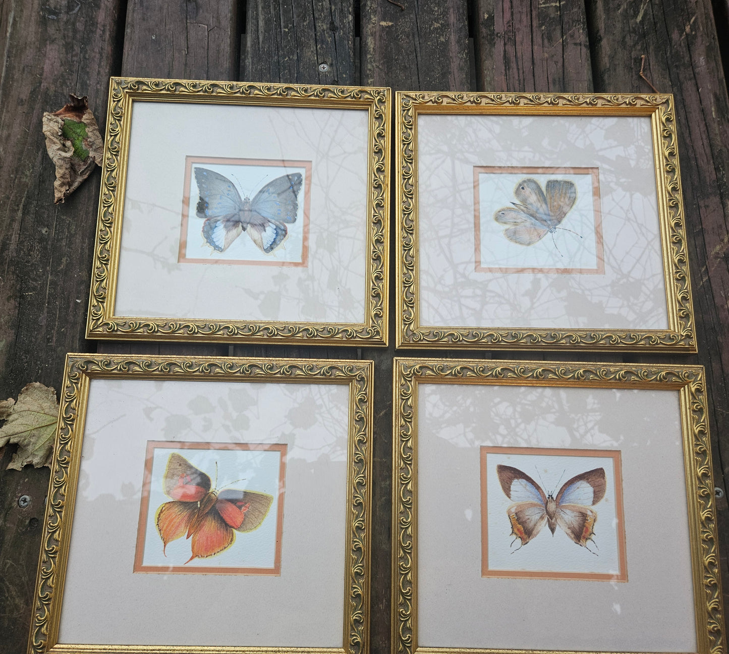 Butterfly pictures set of 4