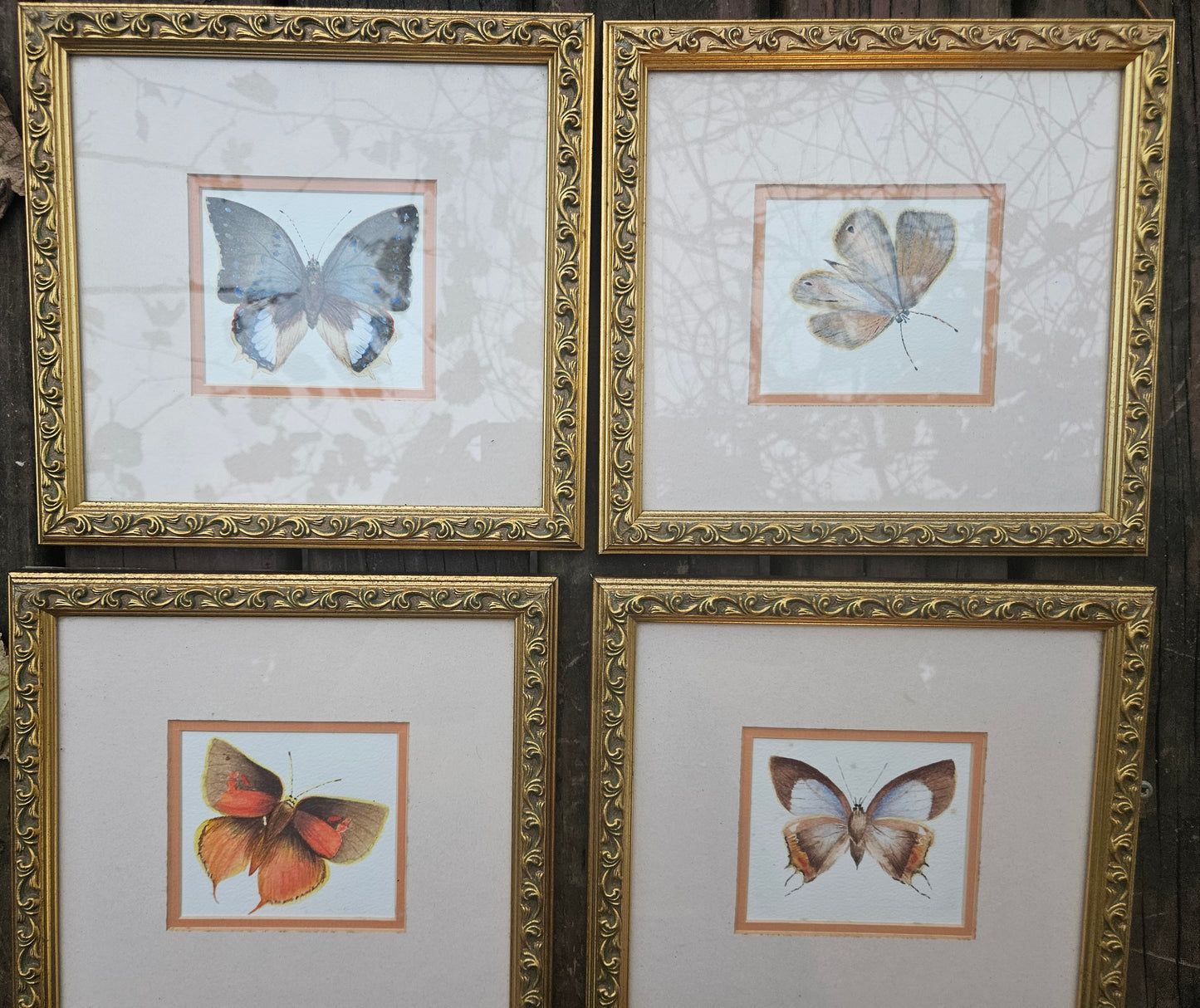 Butterfly pictures set of 4