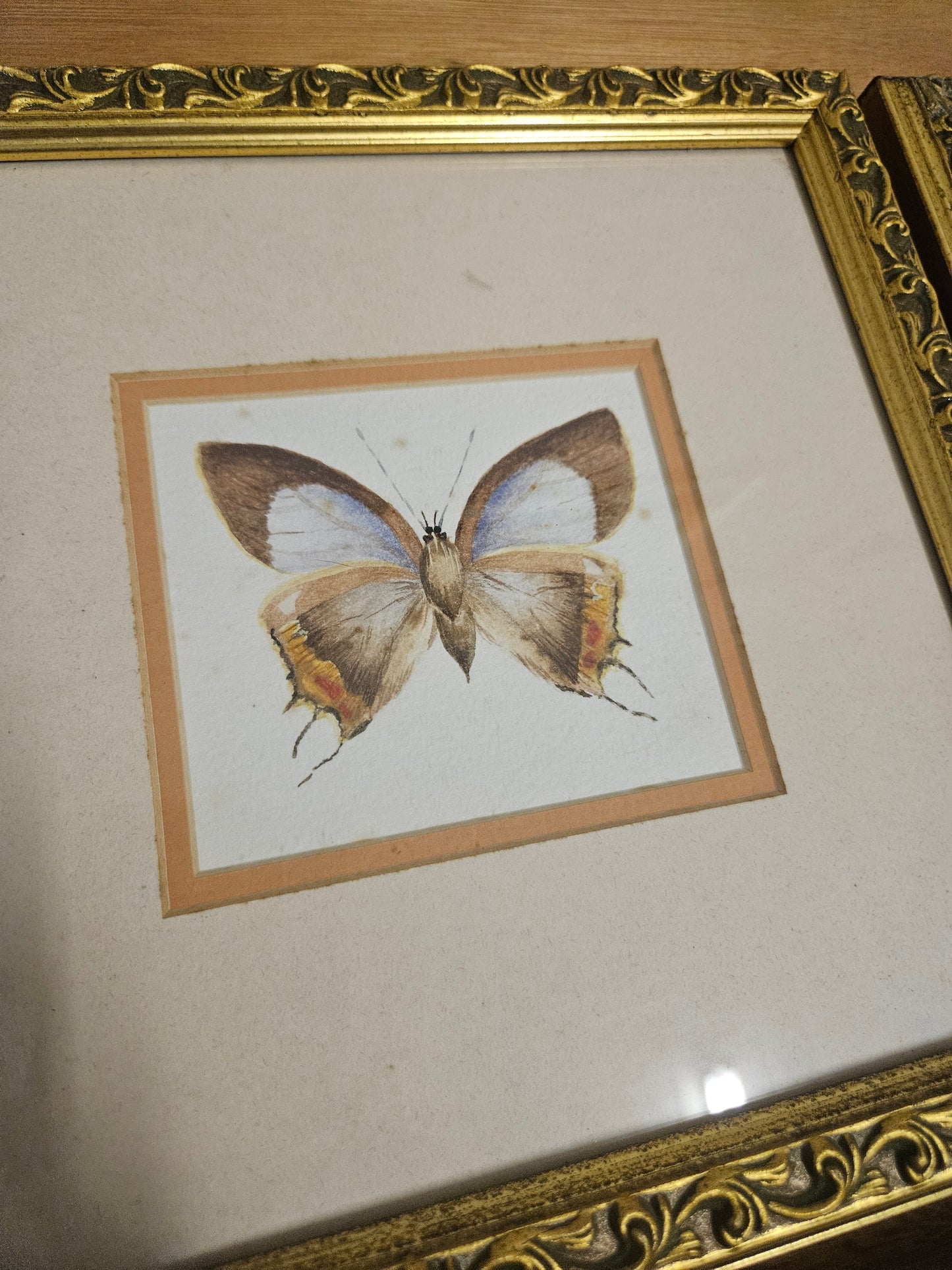 Butterfly pictures set of 4